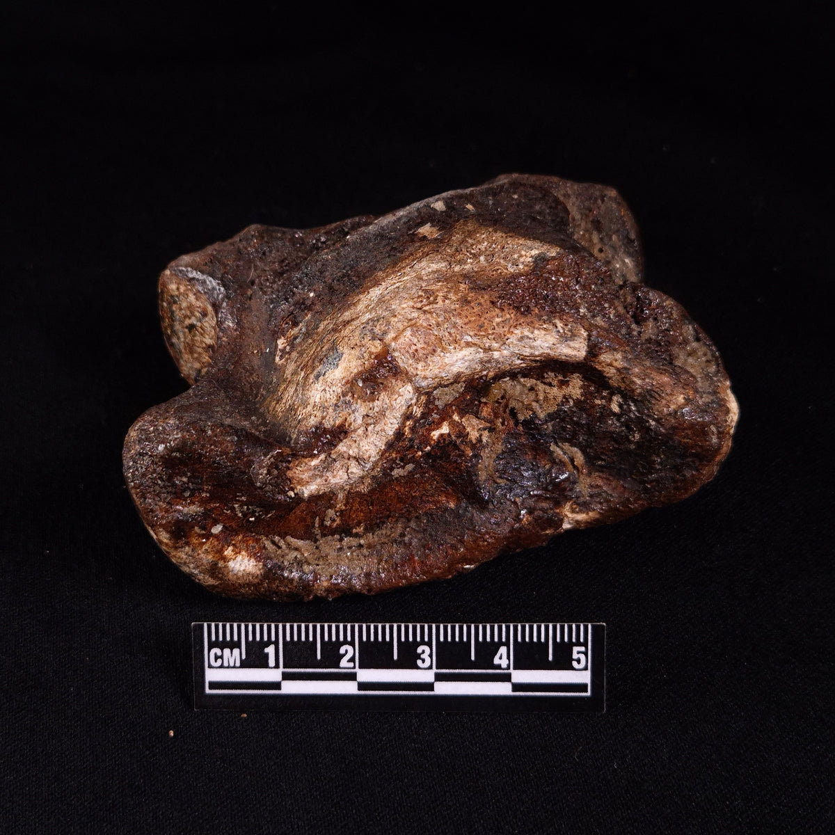BISON ASTRAGALUS FOSSIL, North Sea YBA006