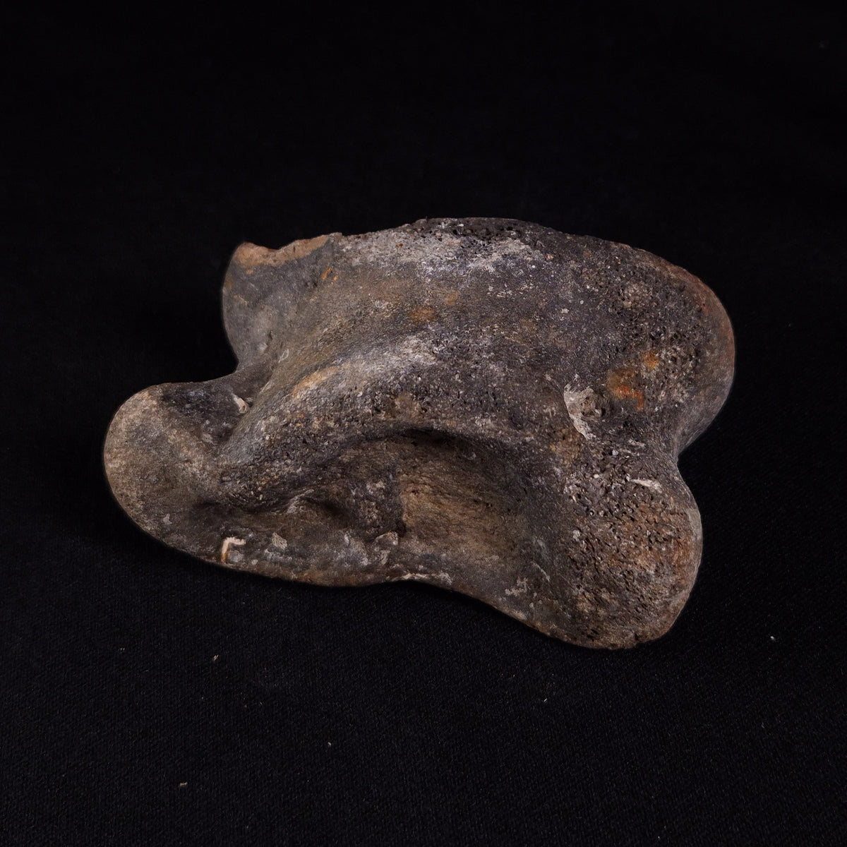 BISON ASTRAGALUS FOSSIL, North Sea YBA007