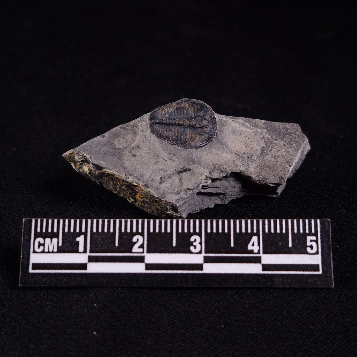 TRILOBITE FOSSIL ELRATHIA SP, USA XTE001