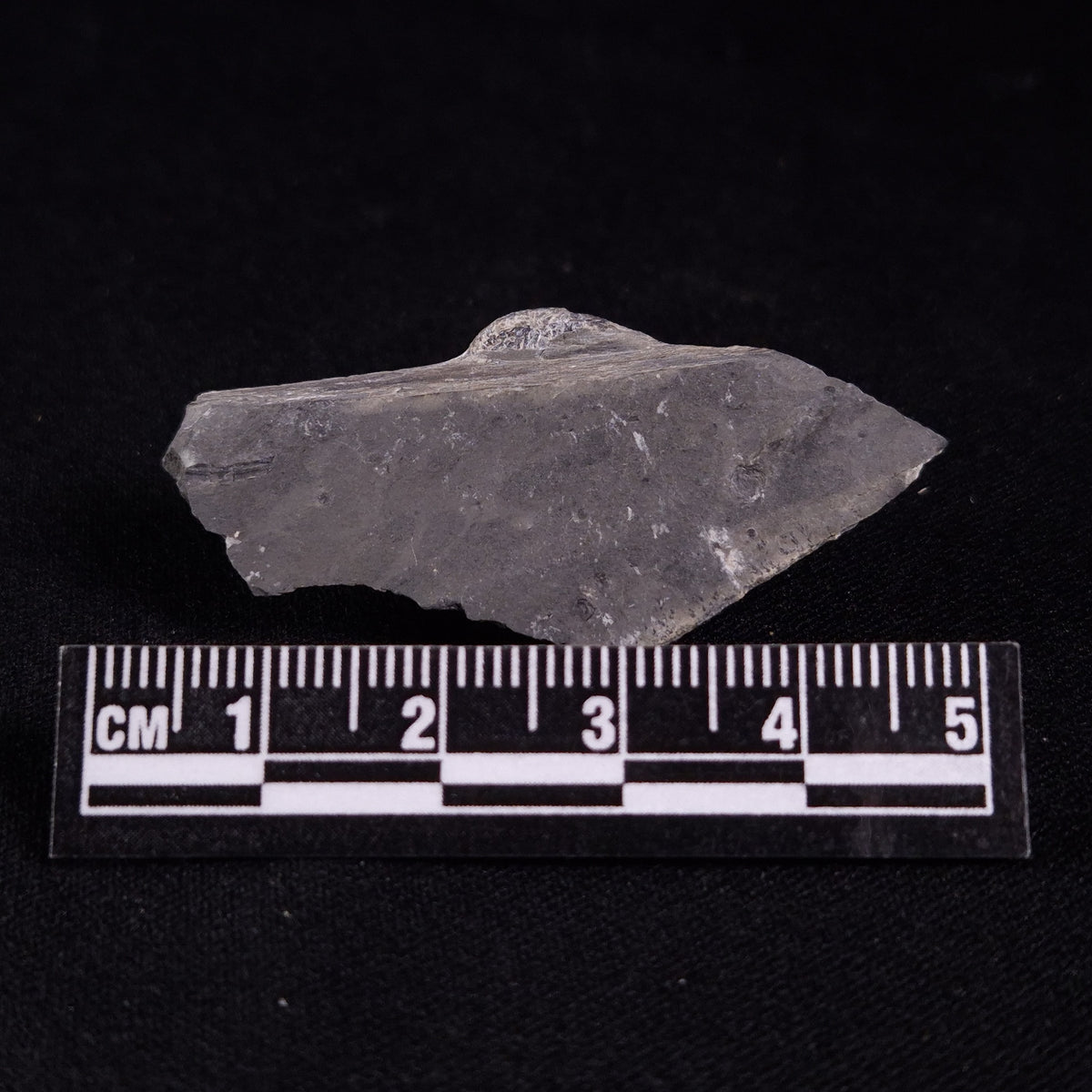 TRILOBITE FOSSIL ELRATHIA SP, USA XTE001