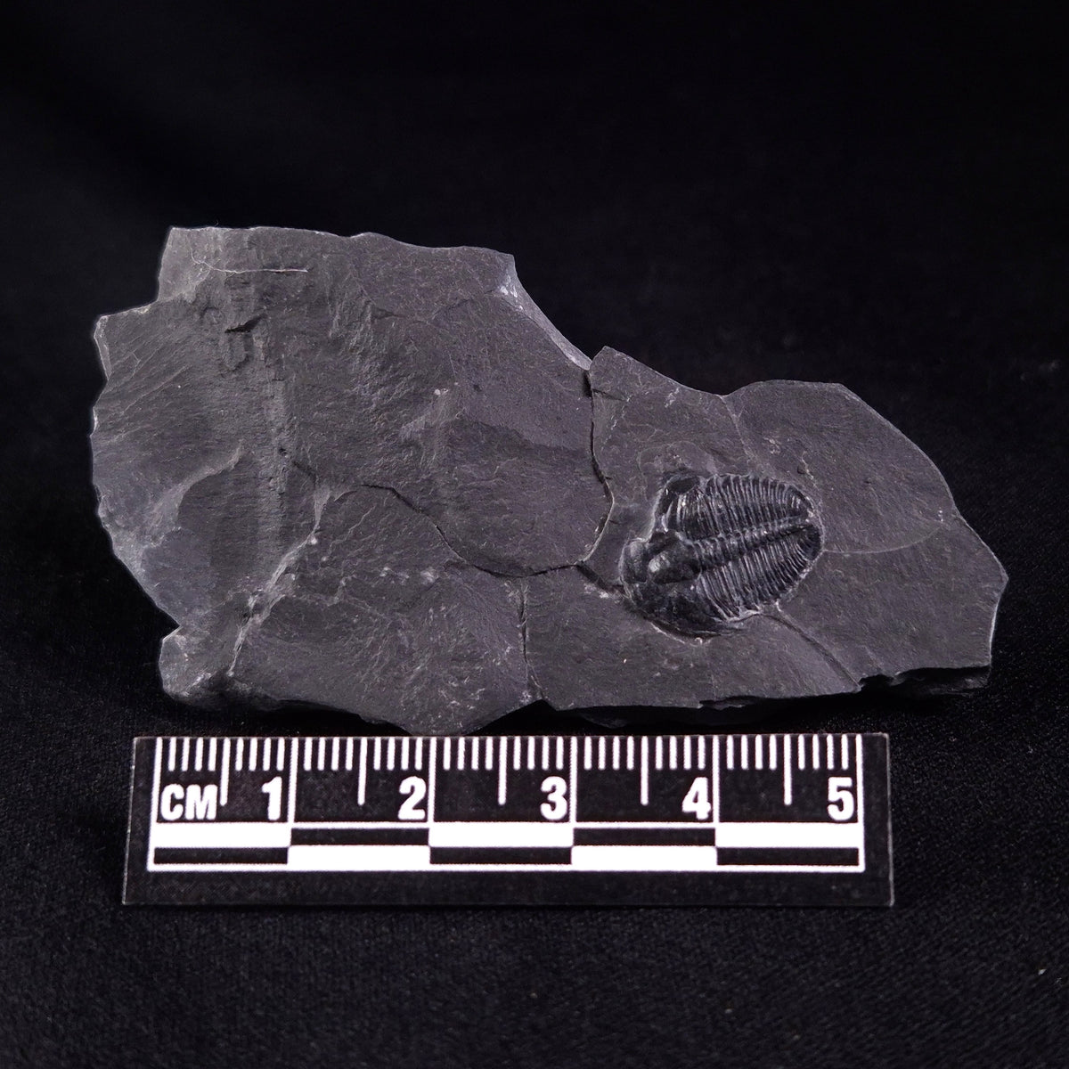 TRILOBITE FOSSIL ELRATHIA SP, USA XTE002