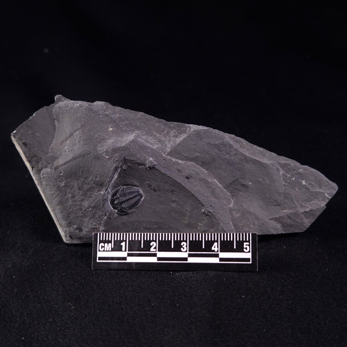 TRILOBITE FOSSIL ELRATHIA SP, USA XTE005