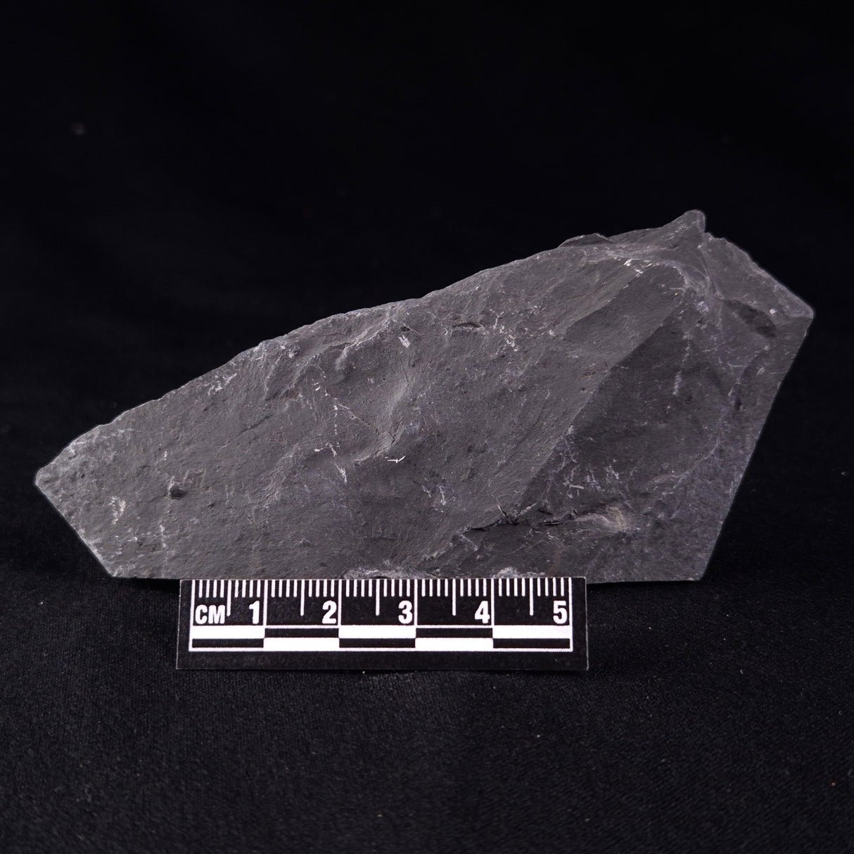TRILOBITE FOSSIL ELRATHIA SP, USA XTE005
