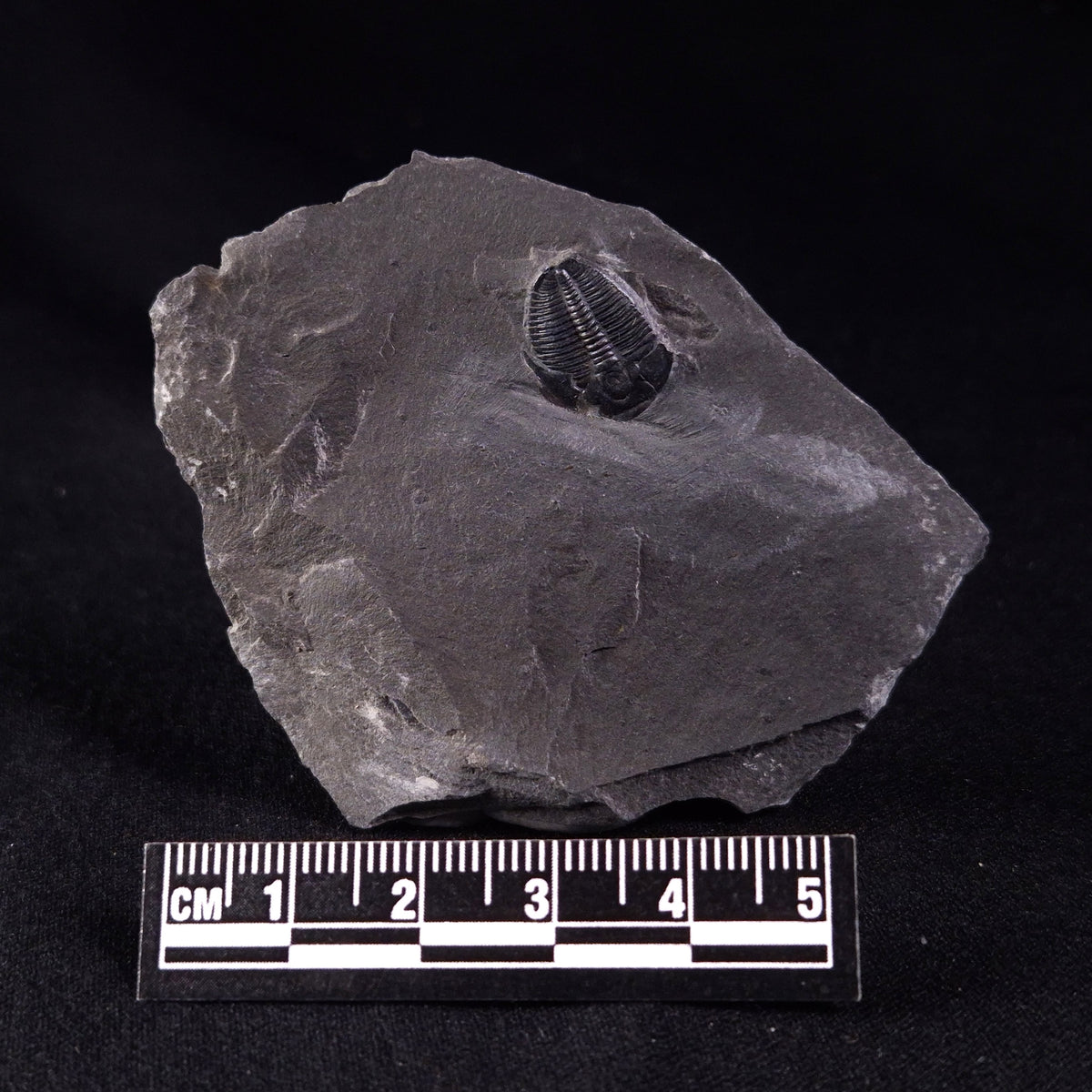 TRILOBITE FOSSIL ELRATHIA SP, USA XTE006