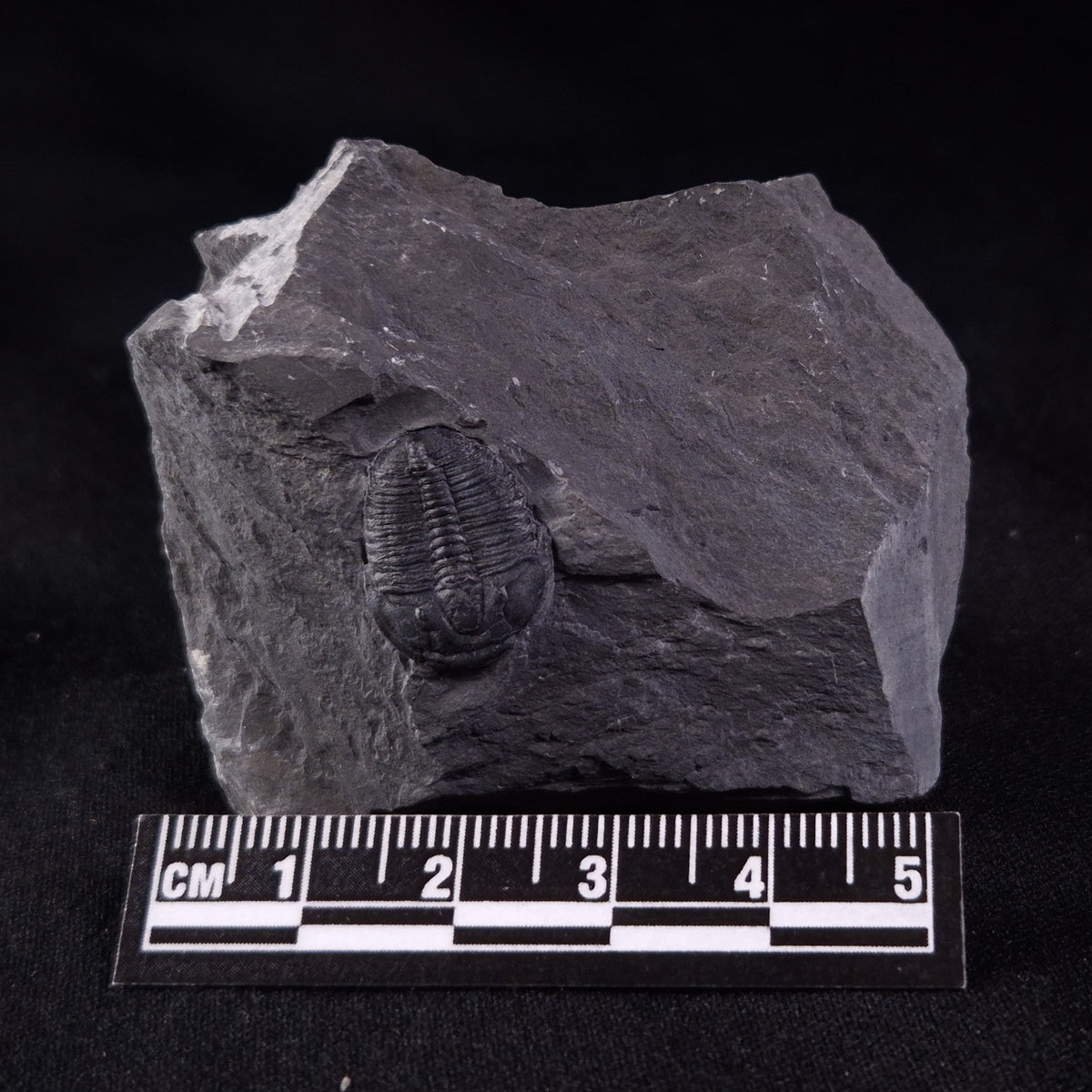 TRILOBITE FOSSIL ELRATHIA SP, USA XTE008