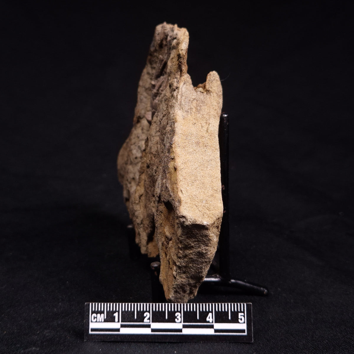NEOCAMPTOCRINUS SP. CRINOID FOSSIL, Permian, Australia XJB044