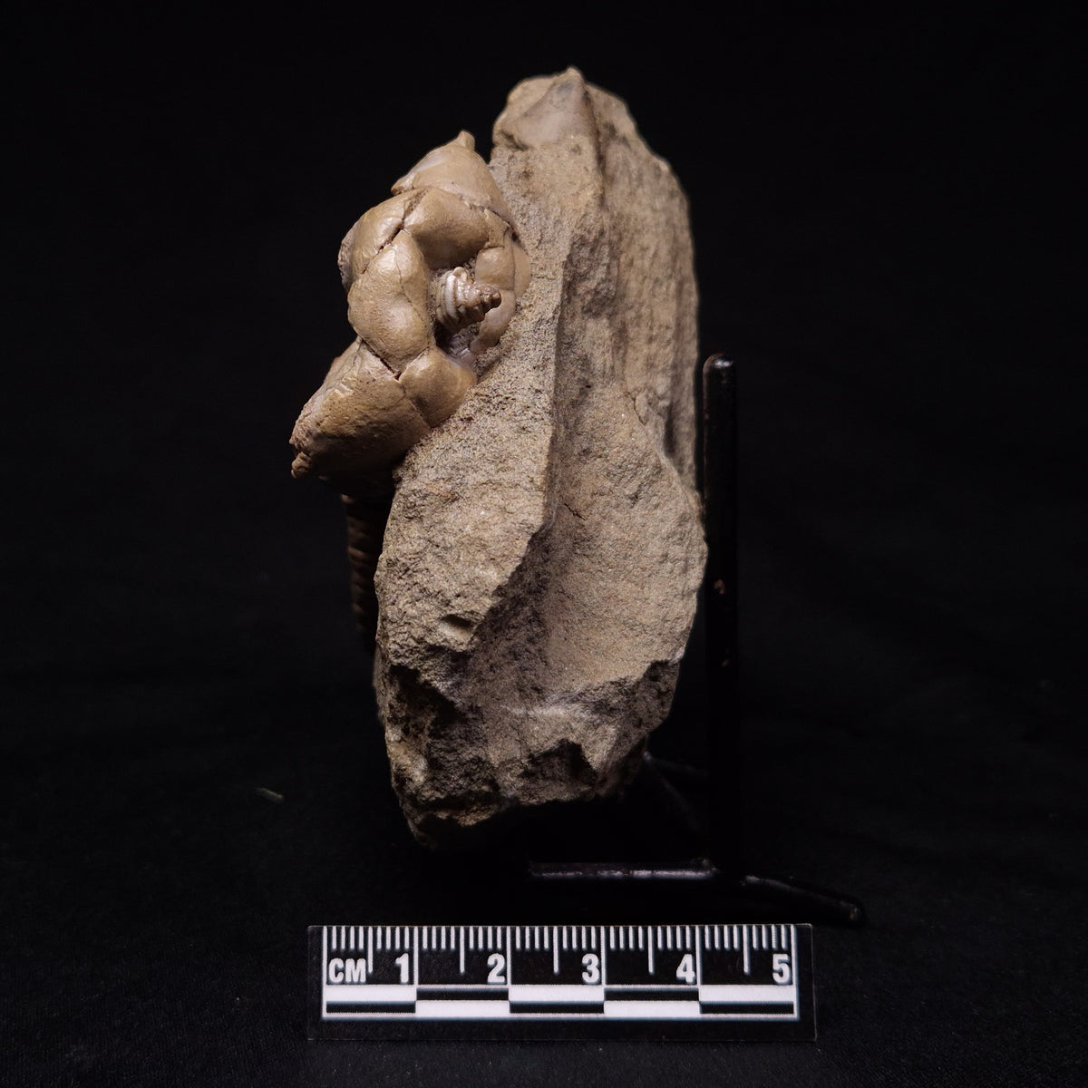 JIMBACRINUS BOSTOCKI CRINOID FOSSIL, Permian, Australia XJB045