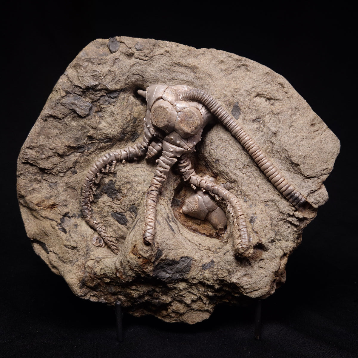 JIMBACRINUS BOSTOCKI CRINOID FOSSIL, Permian, Australia XJB046