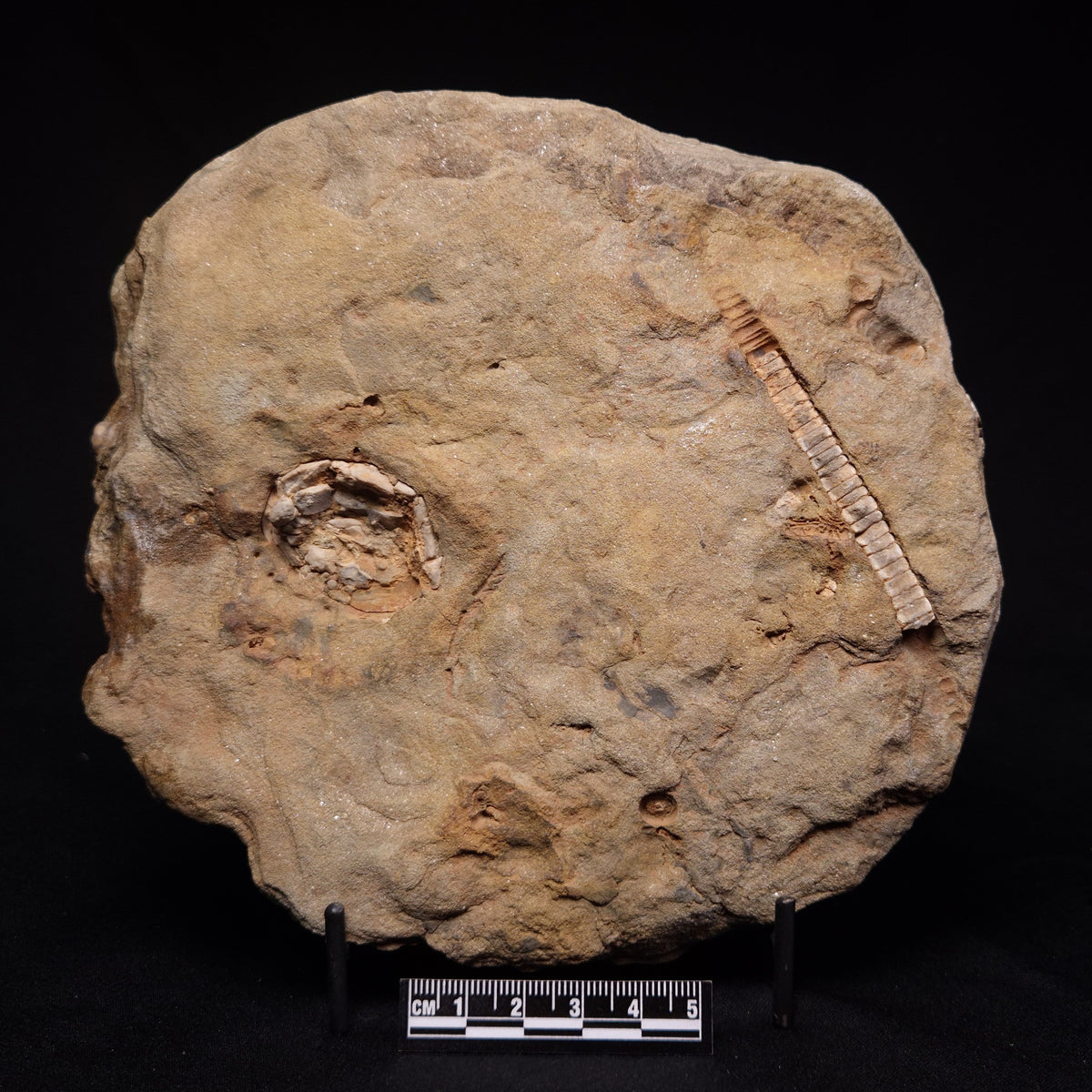 JIMBACRINUS BOSTOCKI CRINOID FOSSIL, Permian, Australia XJB046