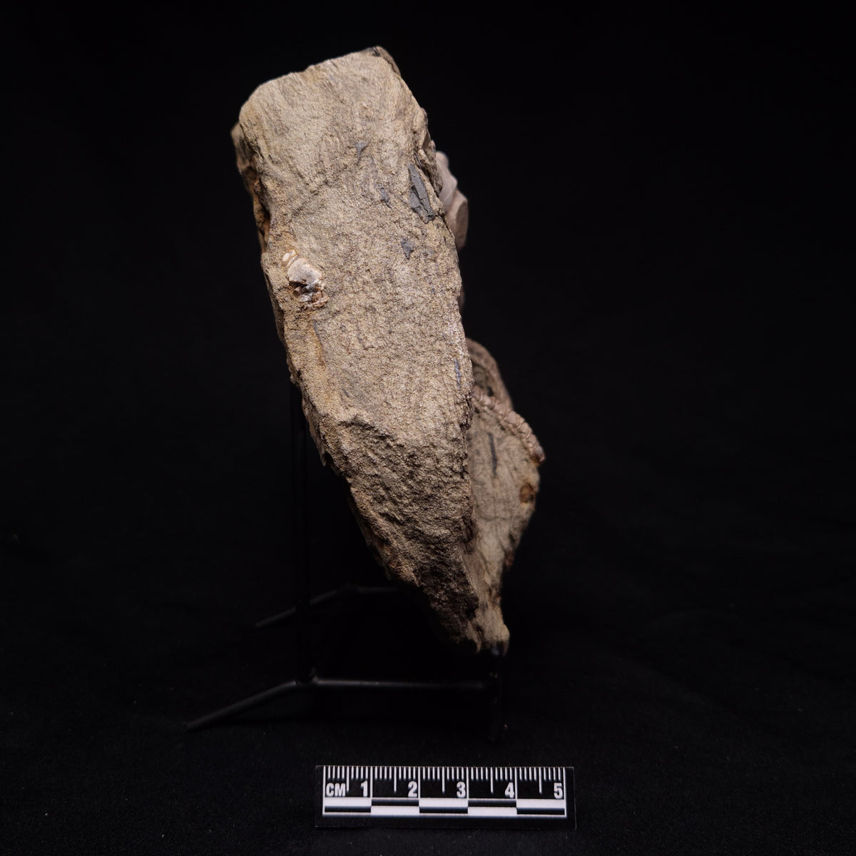 JIMBACRINUS BOSTOCKI CRINOID FOSSIL, Permian, Australia XJB046