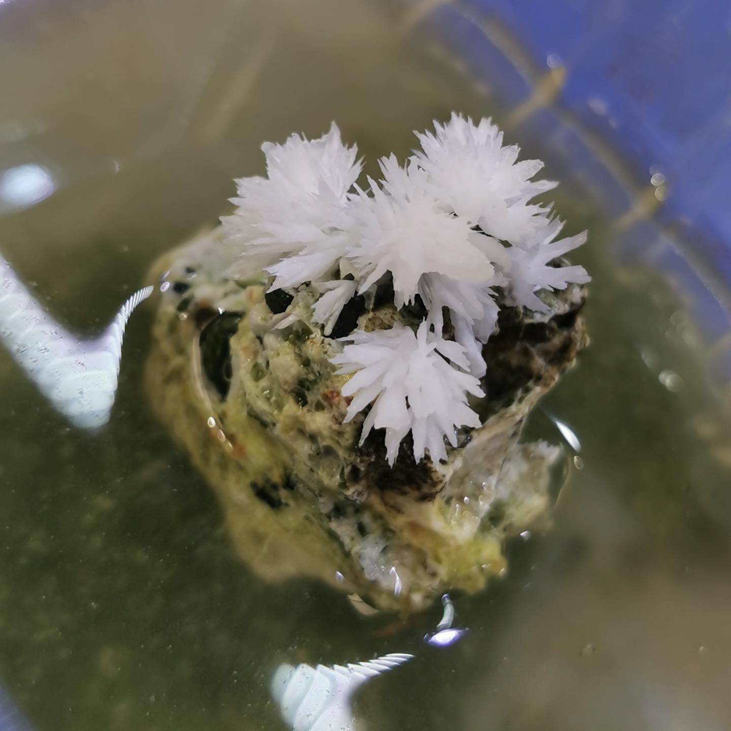 Popcorn Rock, Grow your own Crystal SE50