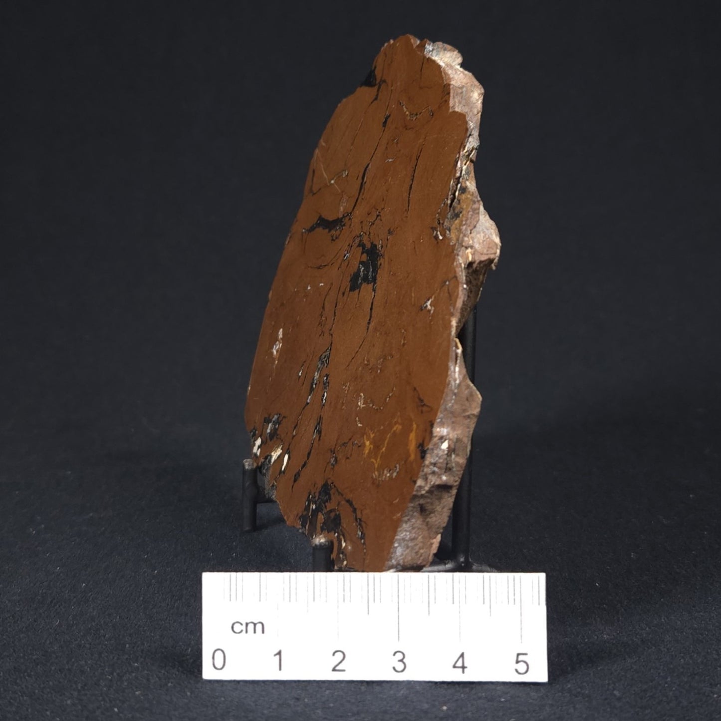STROMATOLITE, Parda Formation, Early Cretaceous (Aptian), Australia 8VA033