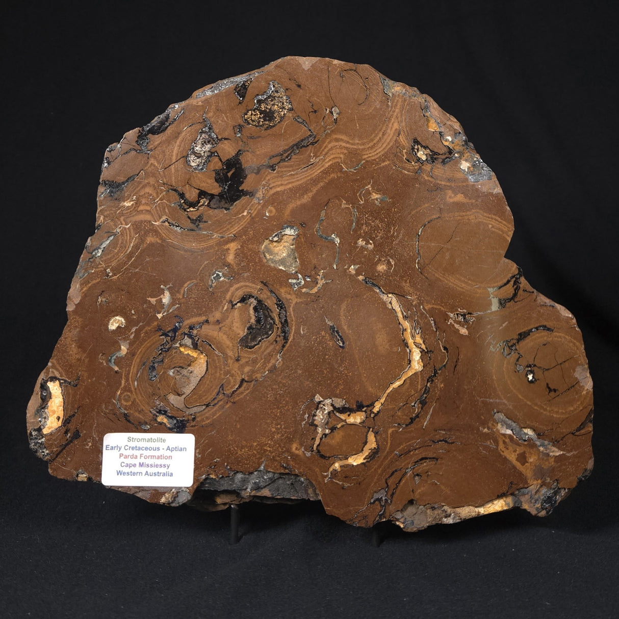 STROMATOLITE, Parda Formation, Early Cretaceous (Aptian), Australia 8VA035