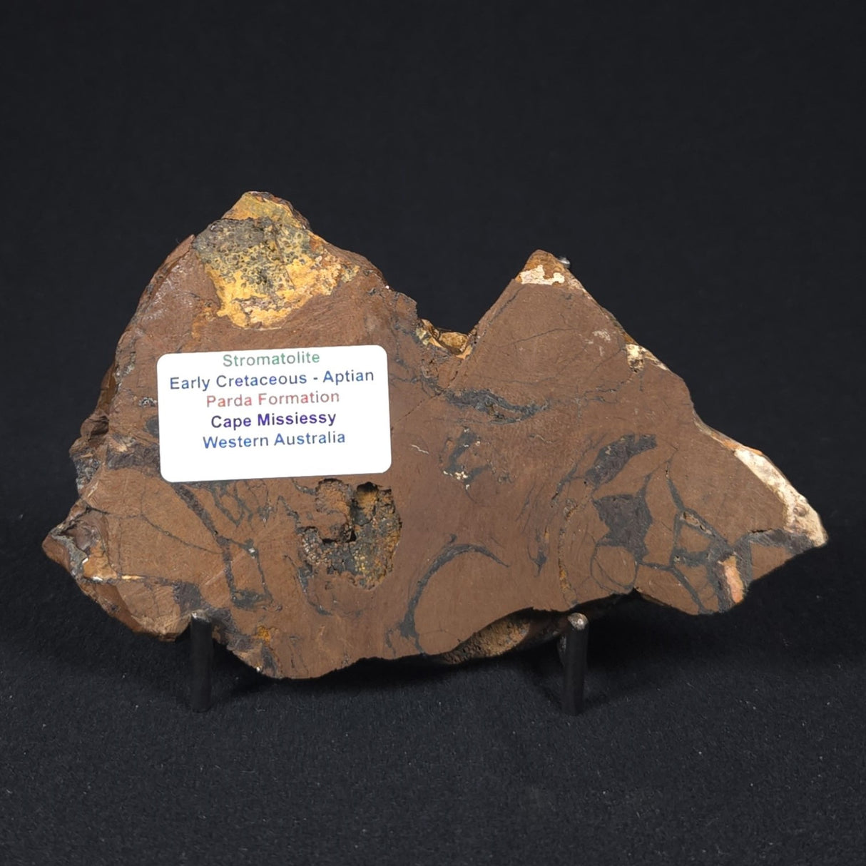 STROMATOLITE, Parda Formation, Early Cretaceous (Aptian), Australia 8VA036