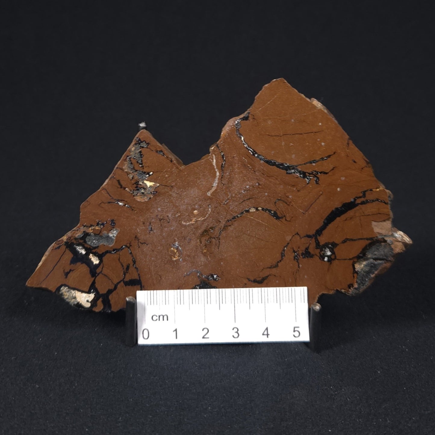 STROMATOLITE, Parda Formation, Early Cretaceous (Aptian), Australia 8VA036