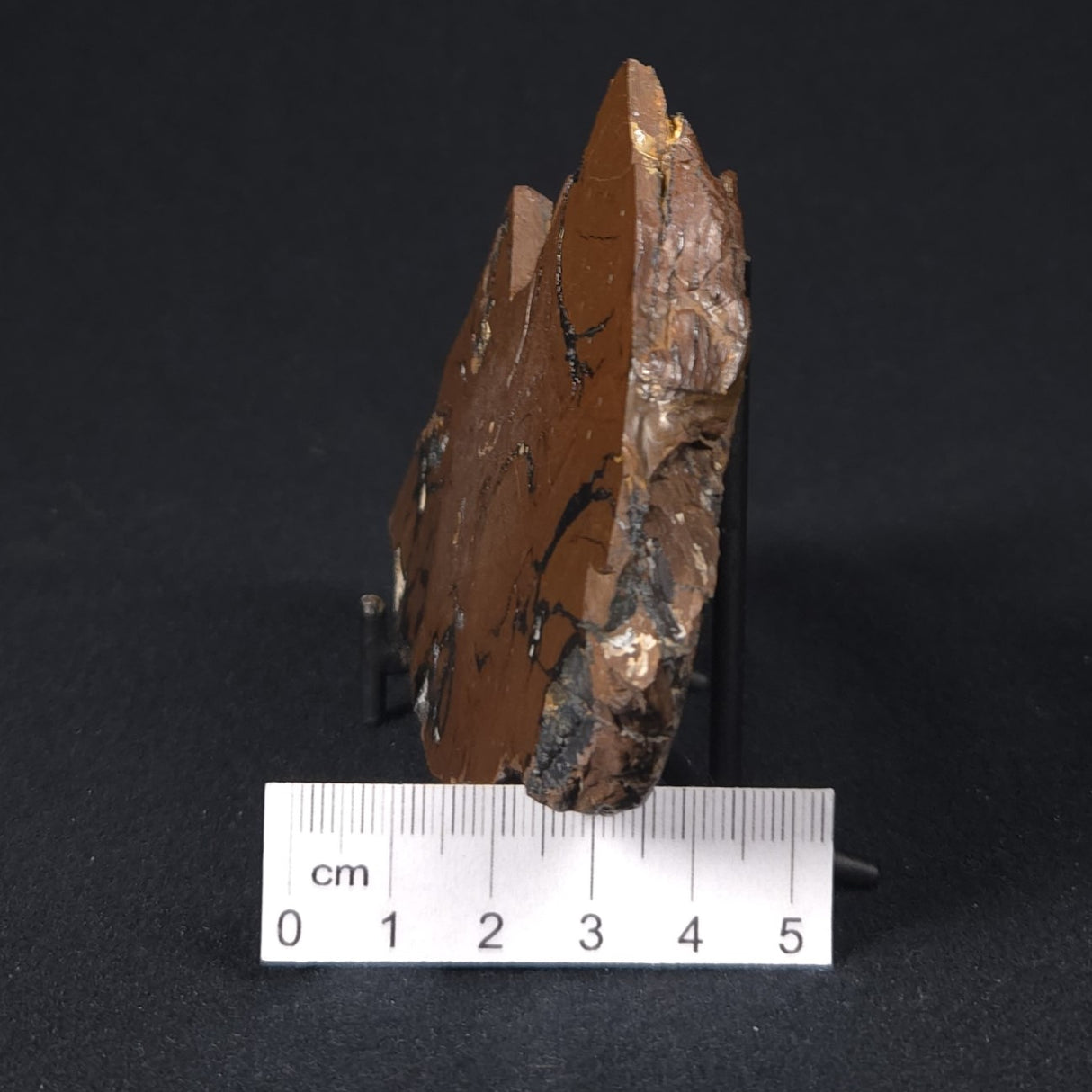 STROMATOLITE, Parda Formation, Early Cretaceous (Aptian), Australia 8VA036