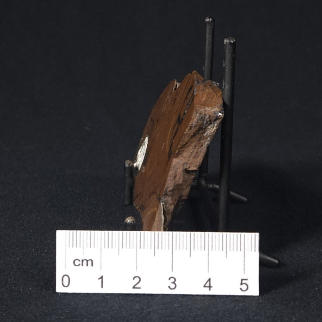 STROMATOLITE, Parda Formation, Early Cretaceous (Aptian), Australia 8VA037