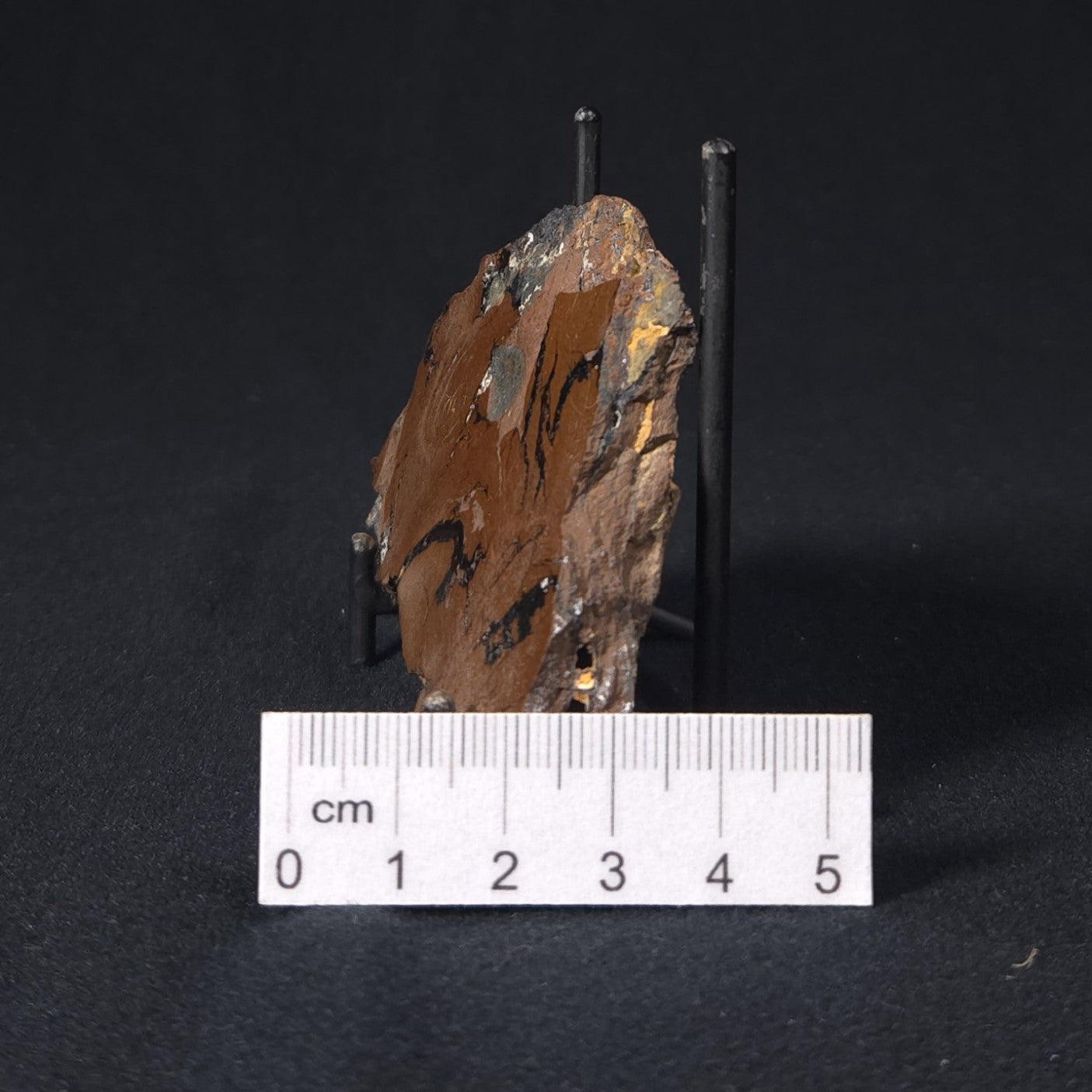STROMATOLITE, Parda Formation, Early Cretaceous (Aptian), Australia 8VA038