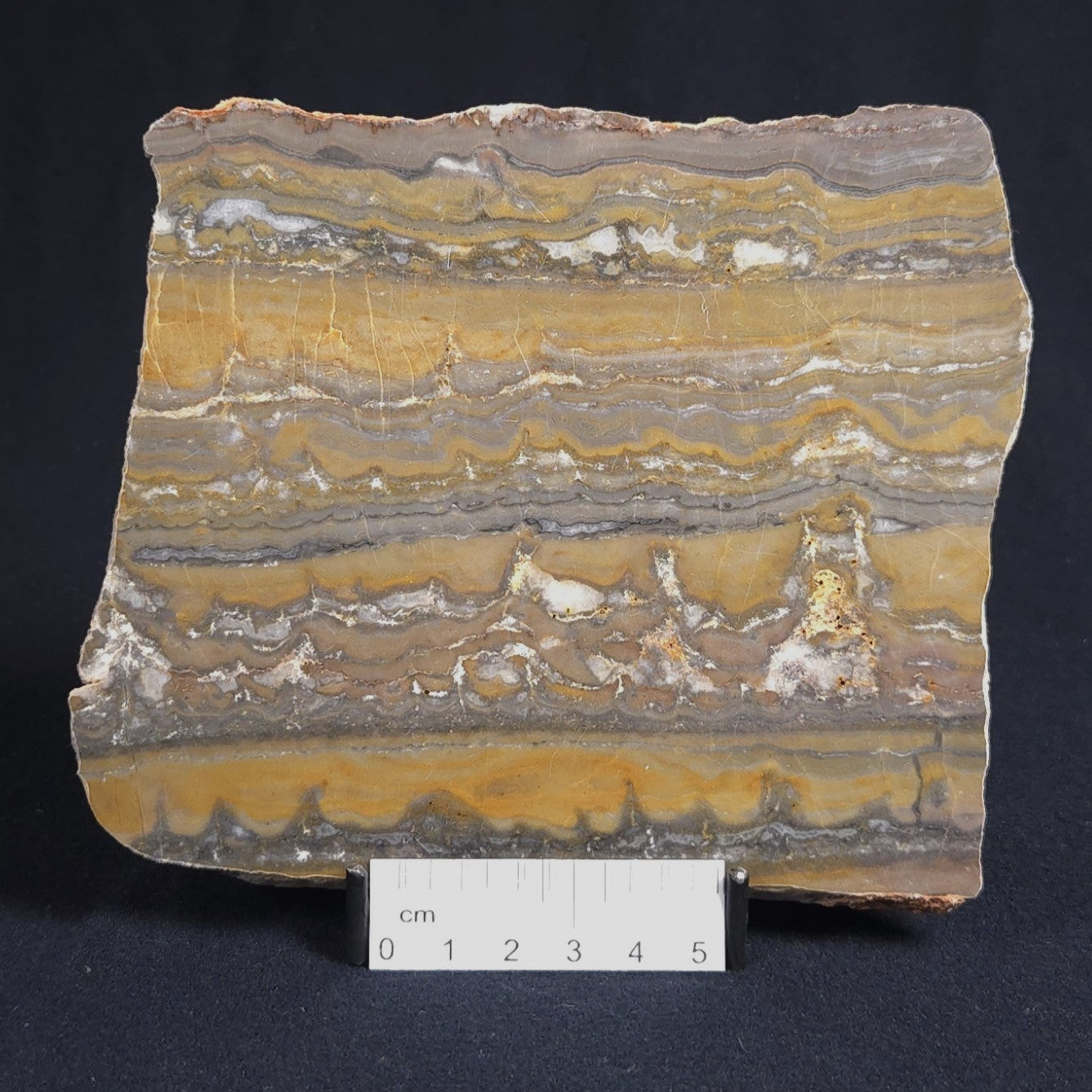 STROMATOLITE, Duck Creek, Lower Proterozoic, Australia 8VA002