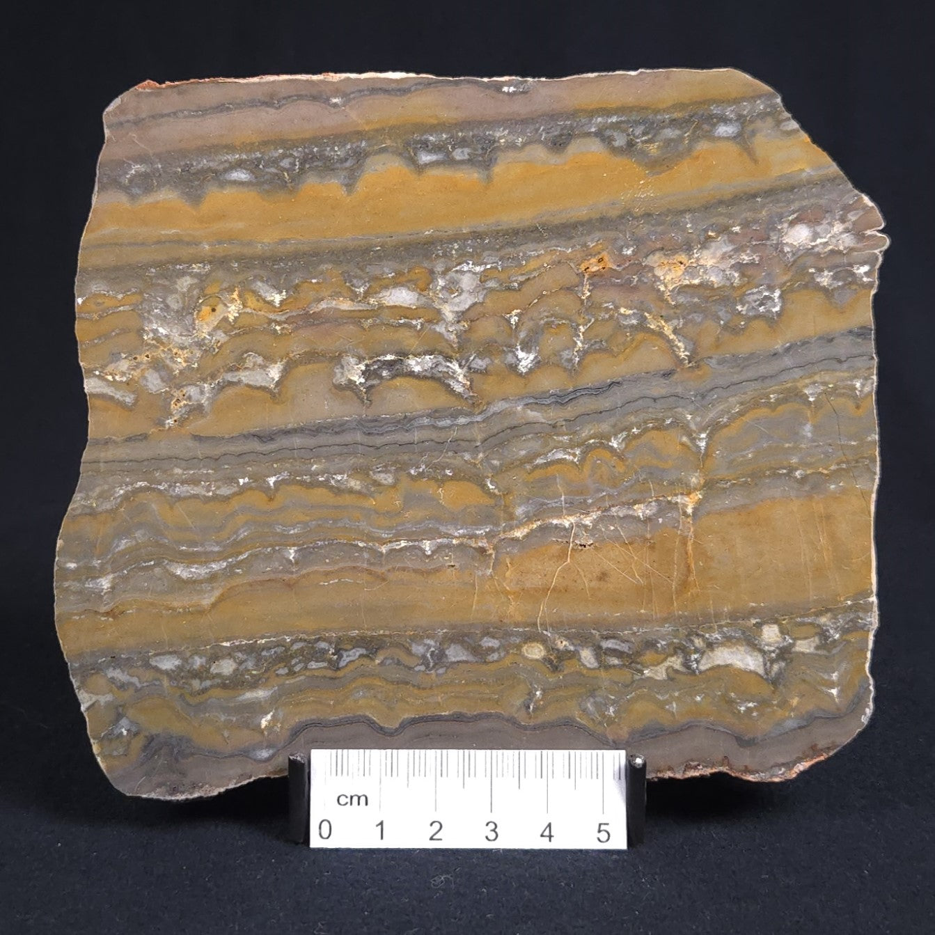 STROMATOLITE, Duck Creek, Lower Proterozoic, Australia 8VA004