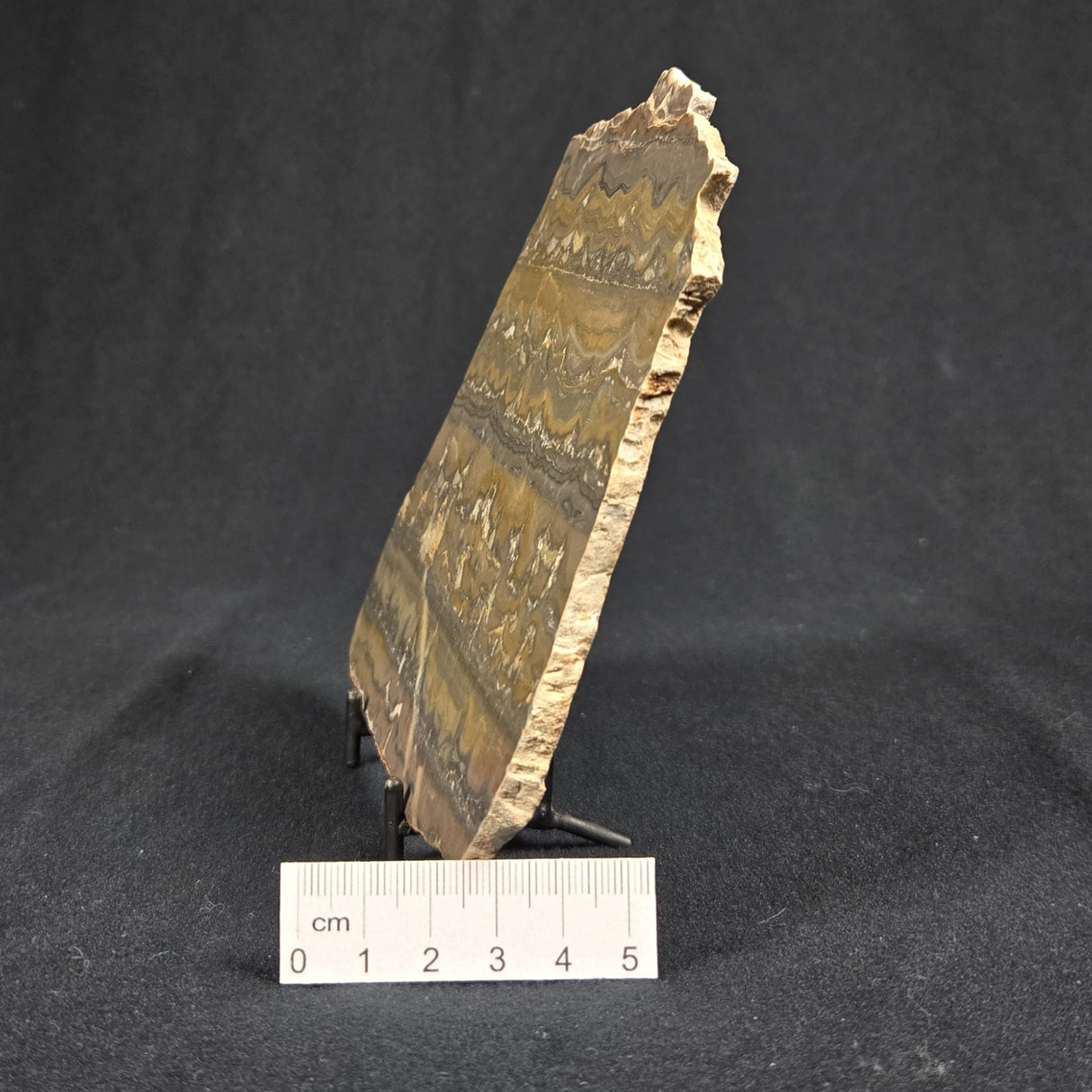 STROMATOLITE, Duck Creek, Lower Proterozoic, Australia 8VA005