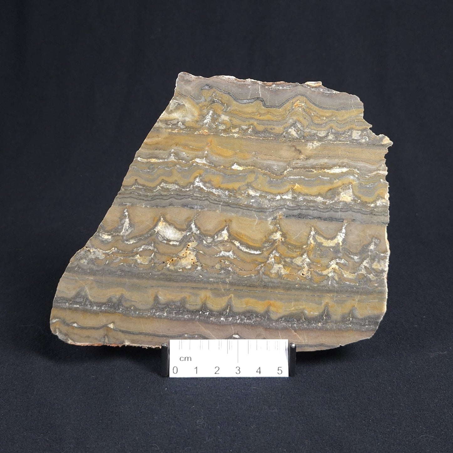 STROMATOLITE, Duck Creek, Lower Proterozoic, Australia 8VA006