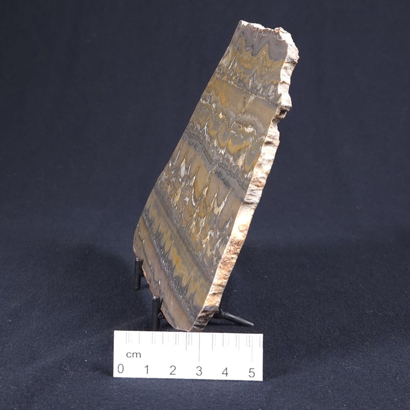 STROMATOLITE, Duck Creek, Lower Proterozoic, Australia 8VA006