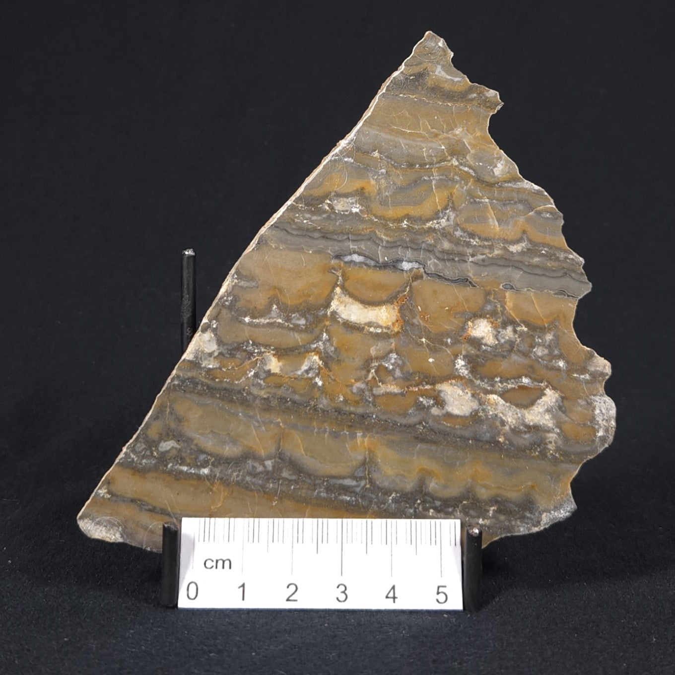 STROMATOLITE, Duck Creek, Lower Proterozoic, Australia 8VA008