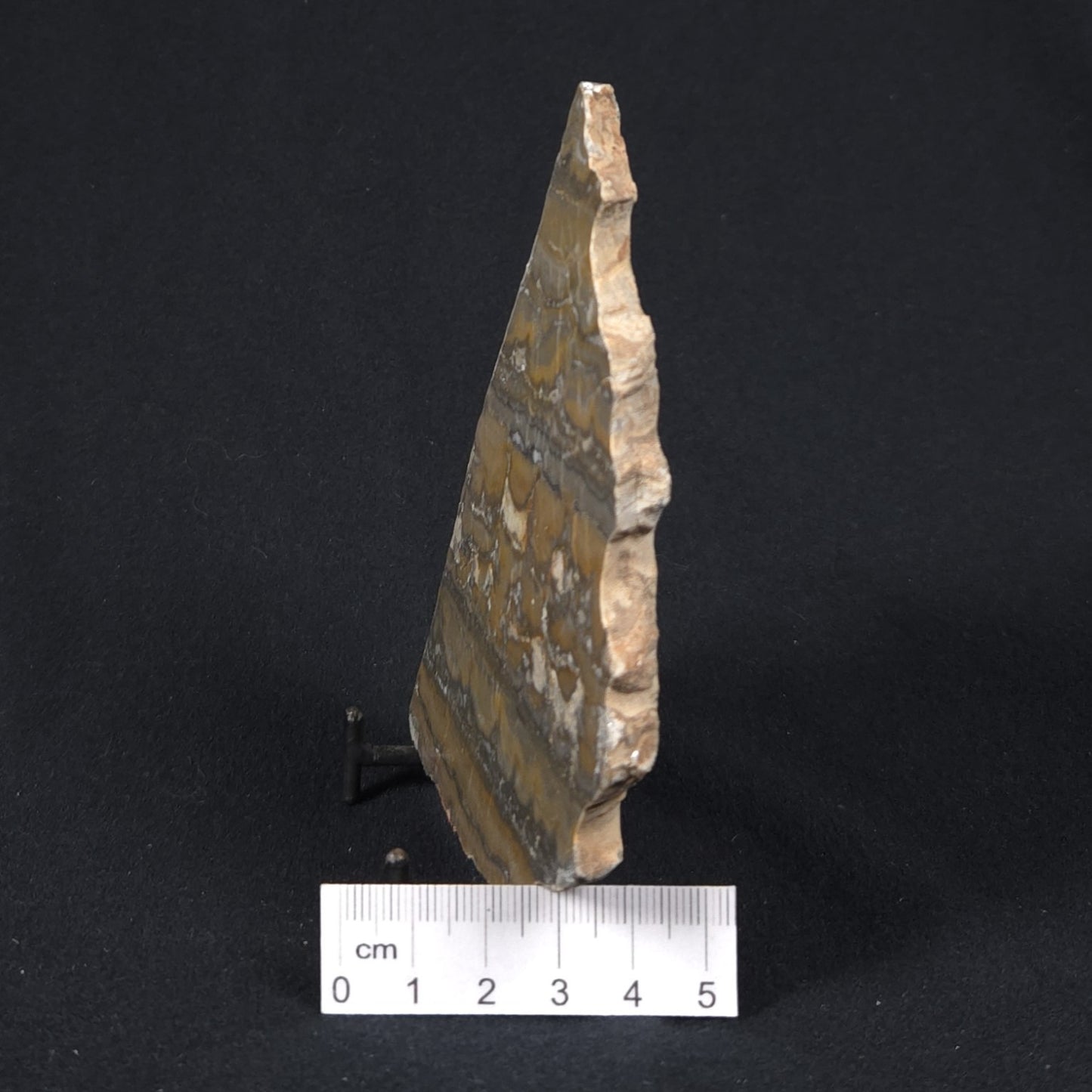 STROMATOLITE, Duck Creek, Lower Proterozoic, Australia 8VA008