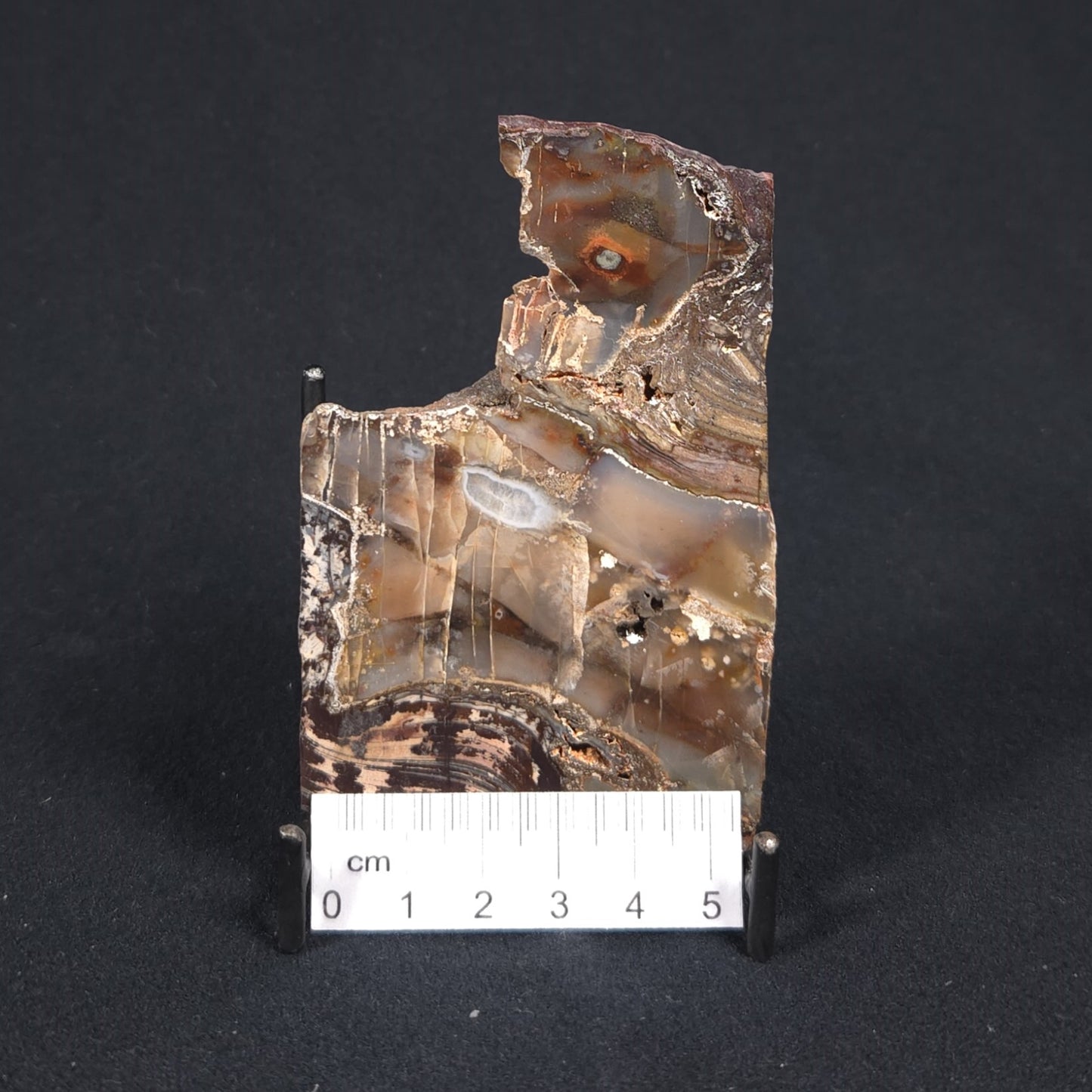 STROMATOLITE, Jerrinah Formation, Proterozoic, Australia 8VA014