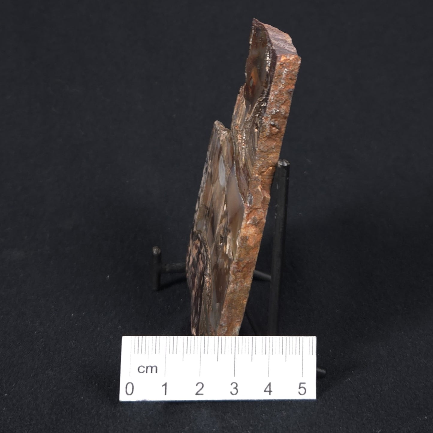 STROMATOLITE, Jerrinah Formation, Proterozoic, Australia 8VA014