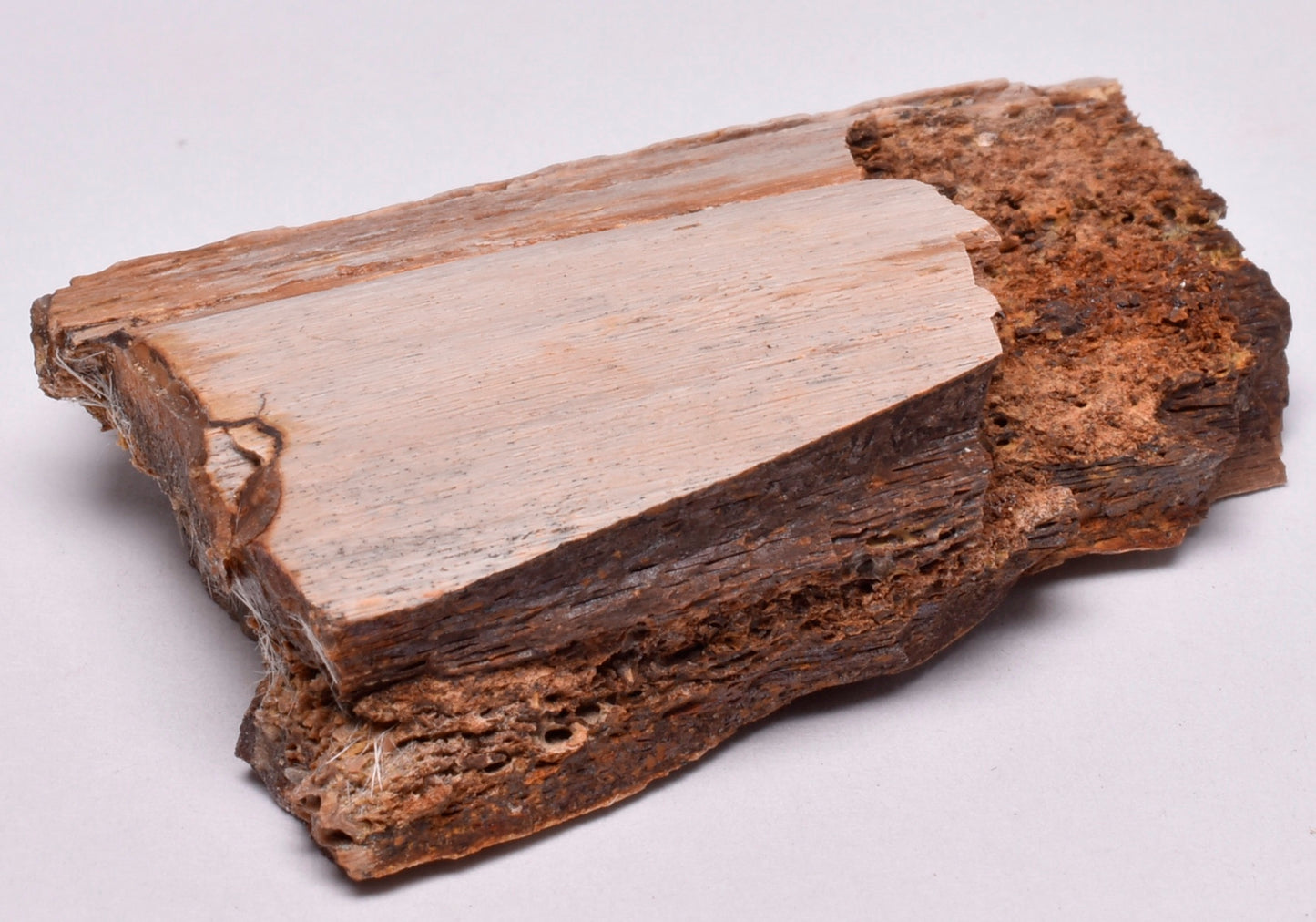 HADROSAUR DINOSAUR RIB BONE FOSSIL F49