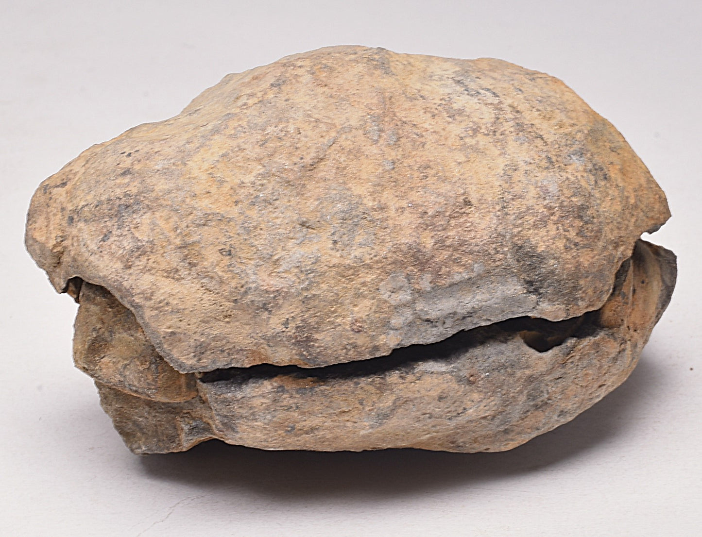 DIACALYMENE OUZREGUI NEGITIVE AND POSITIVE TRILOBITE FOSSIL, F105