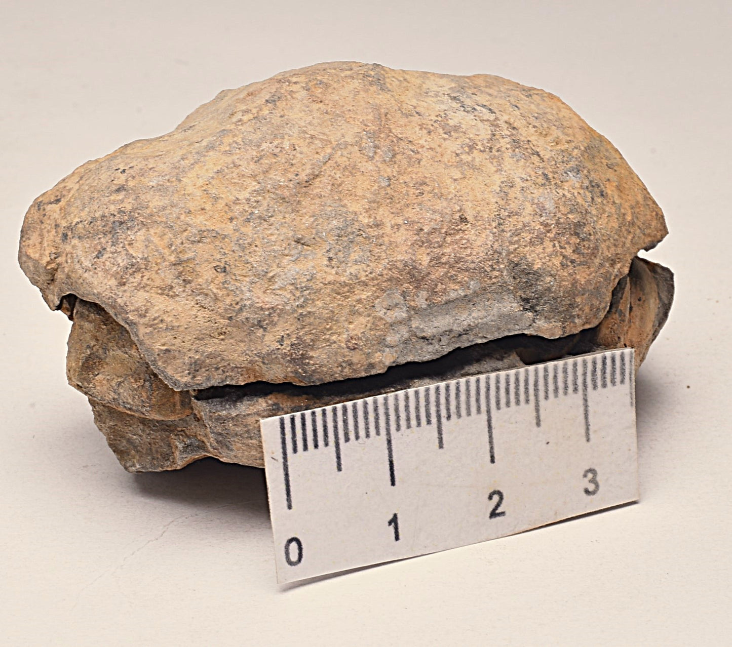 DIACALYMENE OUZREGUI NEGITIVE AND POSITIVE TRILOBITE FOSSIL, F105
