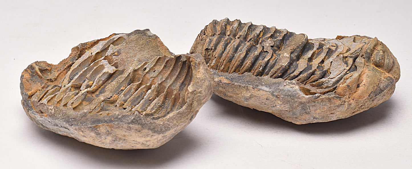 DIACALYMENE OUZREGUI NEGITIVE AND POSITIVE TRILOBITE FOSSIL, F105