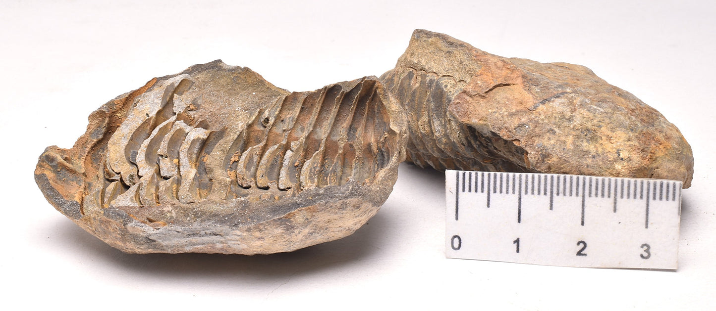 DIACALYMENE OUZREGUI NEGITIVE AND POSITIVE TRILOBITE FOSSIL, F105