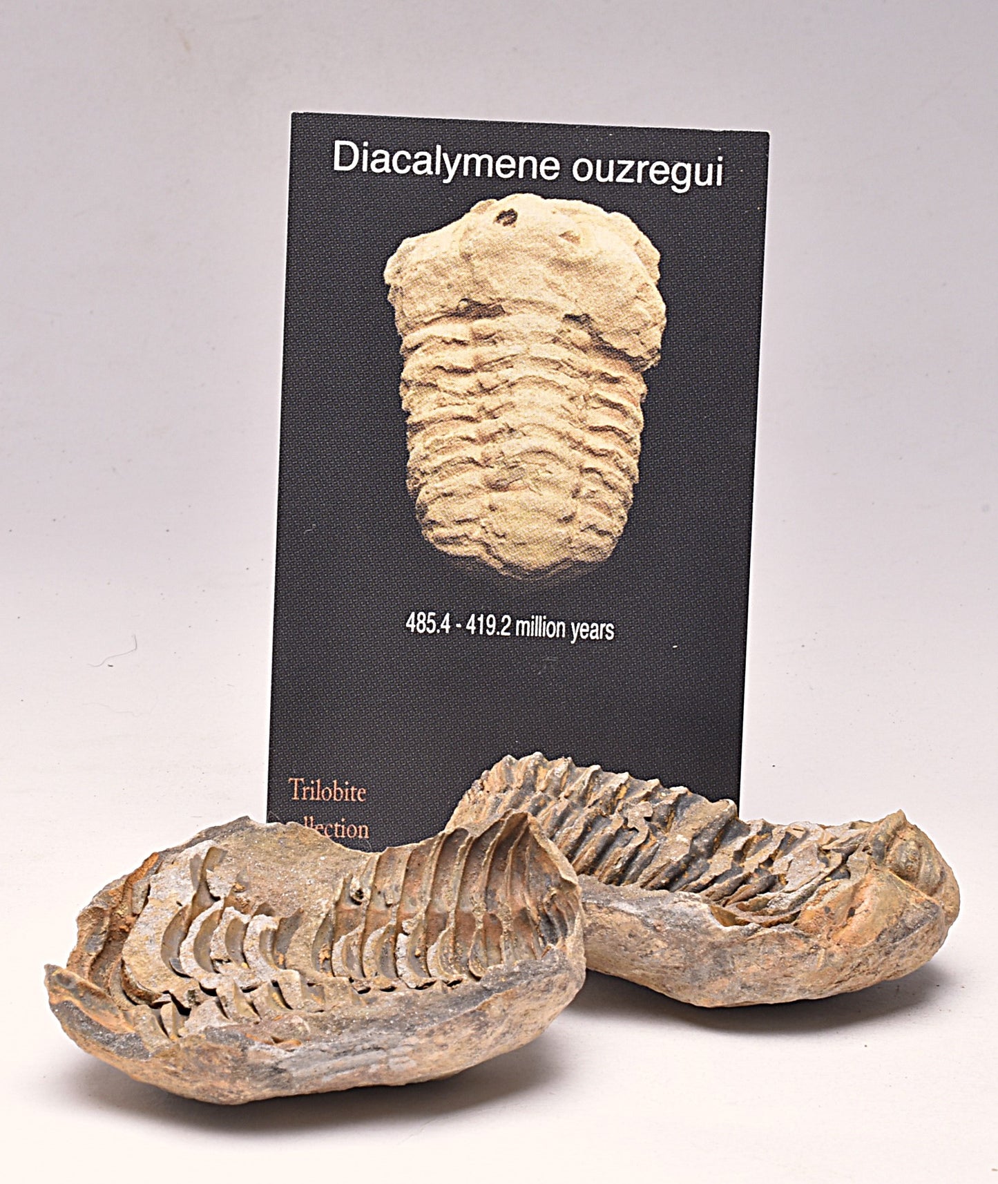 DIACALYMENE OUZREGUI NEGITIVE AND POSITIVE TRILOBITE FOSSIL, F105