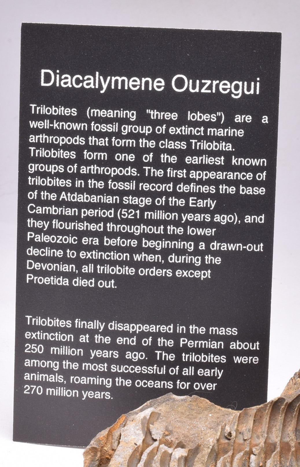 DIACALYMENE OUZREGUI NEGITIVE AND POSITIVE TRILOBITE FOSSIL, F105