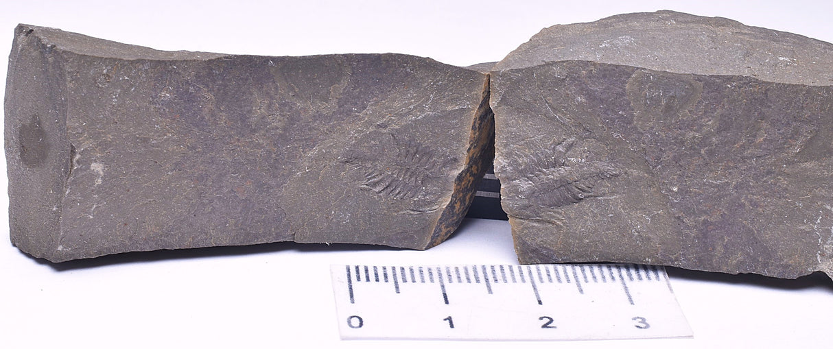 TRILOBITE PAIR FOSSIL, BALCORACANIA DAILYI, KANGAROO ISLAND, AUSTRALIA F113