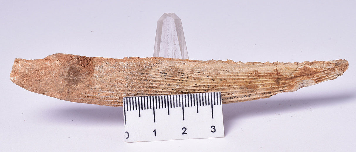 HYBODUS SHARK DORSAL SPINE FOSSIL, Late Cretaceous, Morocco F1549