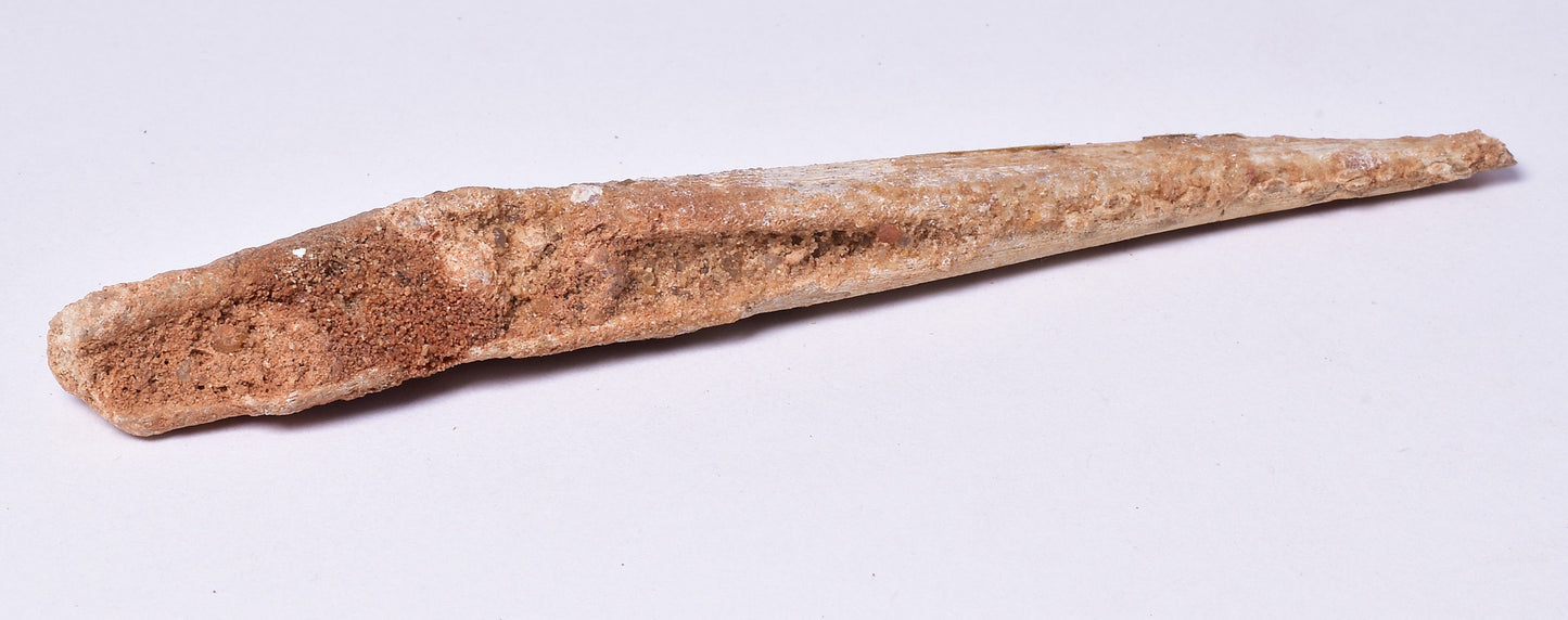 HYBODUS SHARK DORSAL SPINE FOSSIL, Late Cretaceous, Morocco F1549