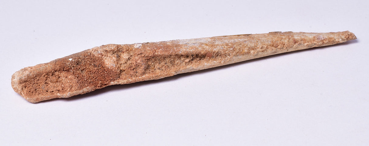 HYBODUS SHARK DORSAL SPINE FOSSIL, Late Cretaceous, Morocco F1549