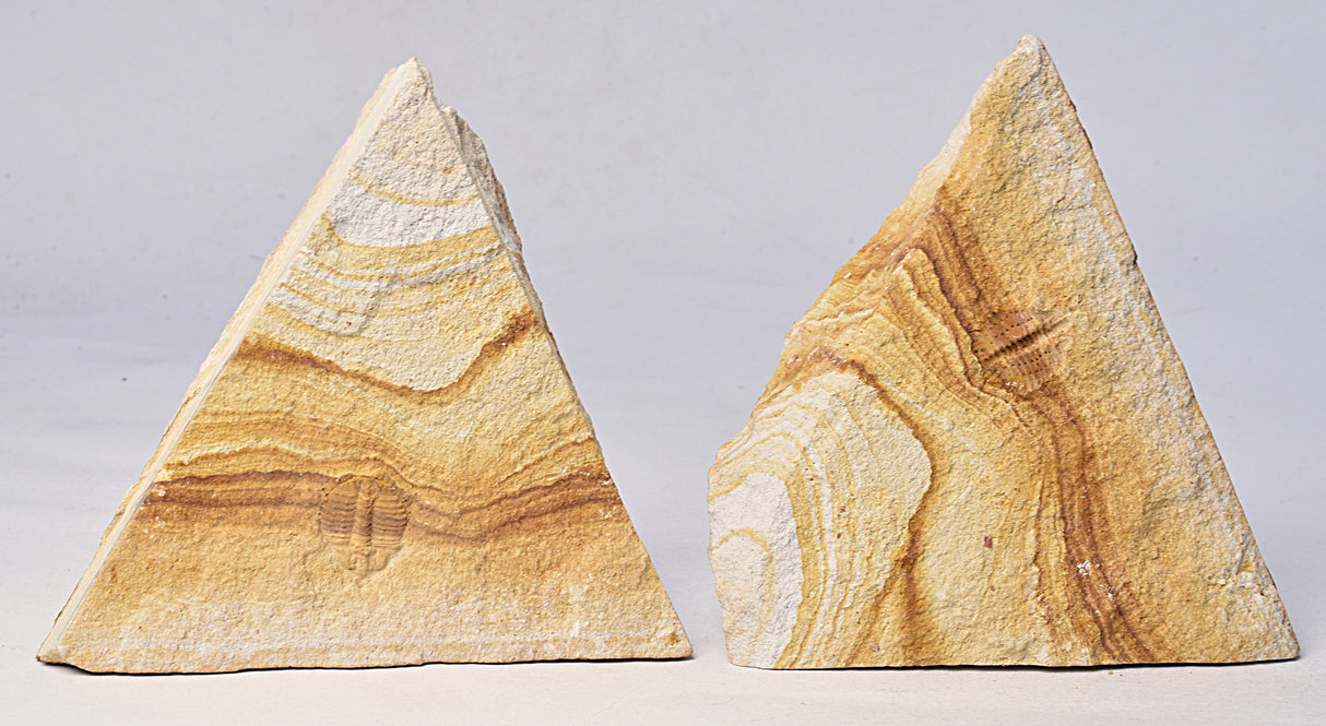 TRILOBITE FOSSIL PAIR , Odontopleura markhami. Forbes, NSW, Australia F386