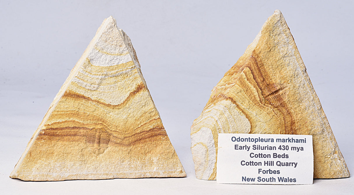 TRILOBITE FOSSIL PAIR , Odontopleura markhami. Forbes, NSW, Australia F386