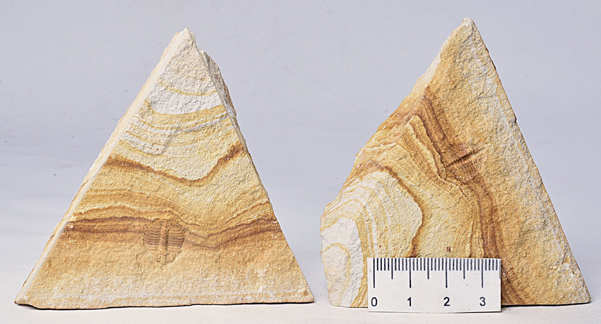 TRILOBITE FOSSIL PAIR , Odontopleura markhami. Forbes, NSW, Australia F386