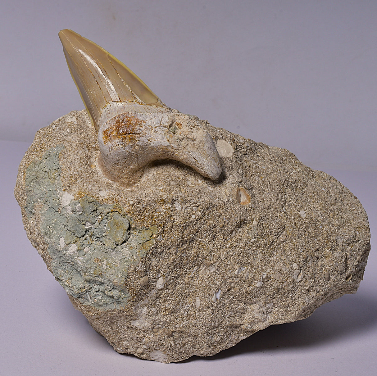 FOSSIL SHARK T00TH OTODUS OBLIQUS F1530