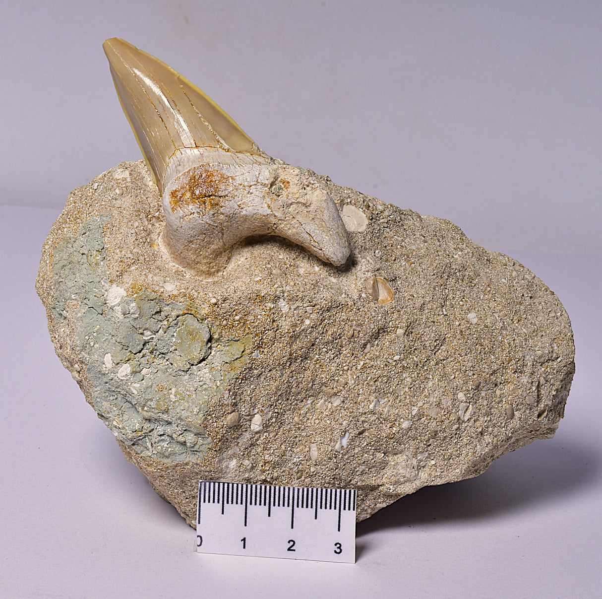 FOSSIL SHARK T00TH OTODUS OBLIQUS F1530