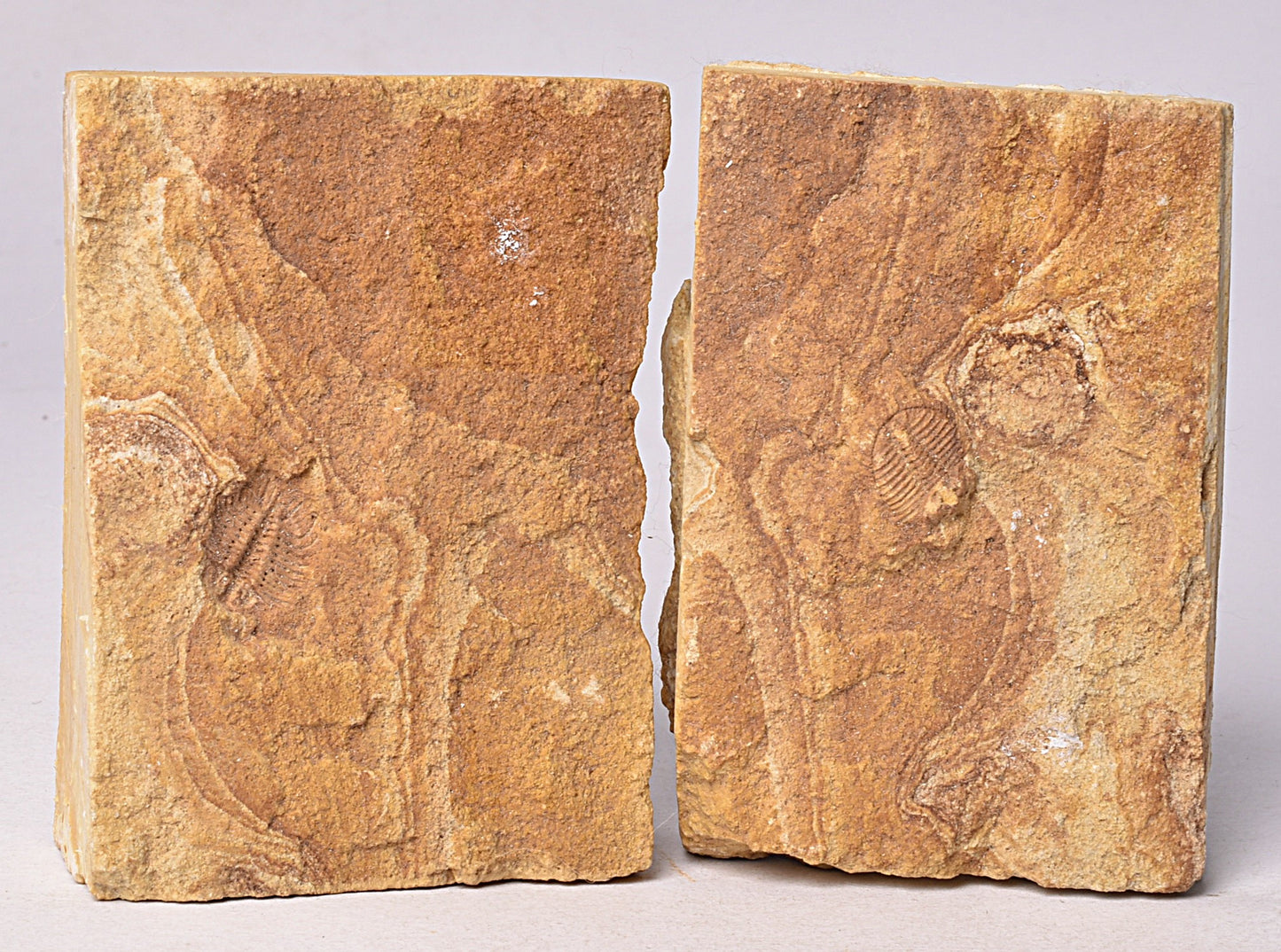 TRILOBITE FOSSIL PAIR , Odontopleura markhami. Forbes, NSW, Australia F387