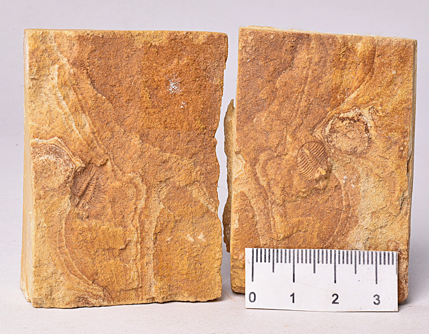 TRILOBITE FOSSIL PAIR , Odontopleura markhami. Forbes, NSW, Australia F387