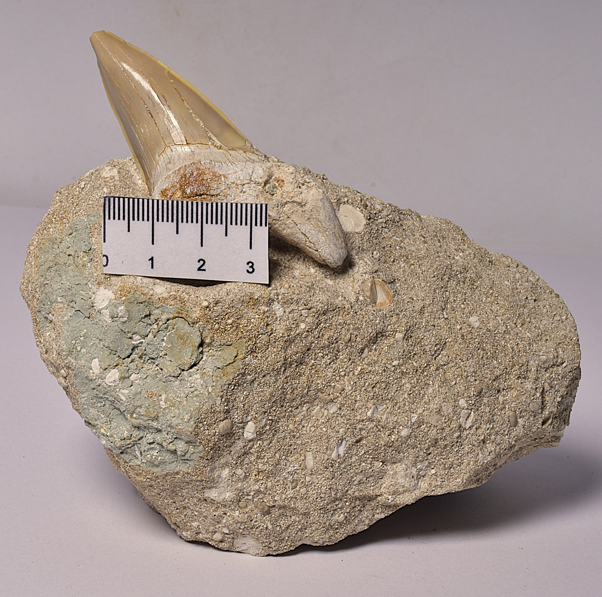 FOSSIL SHARK T00TH OTODUS OBLIQUS F1530
